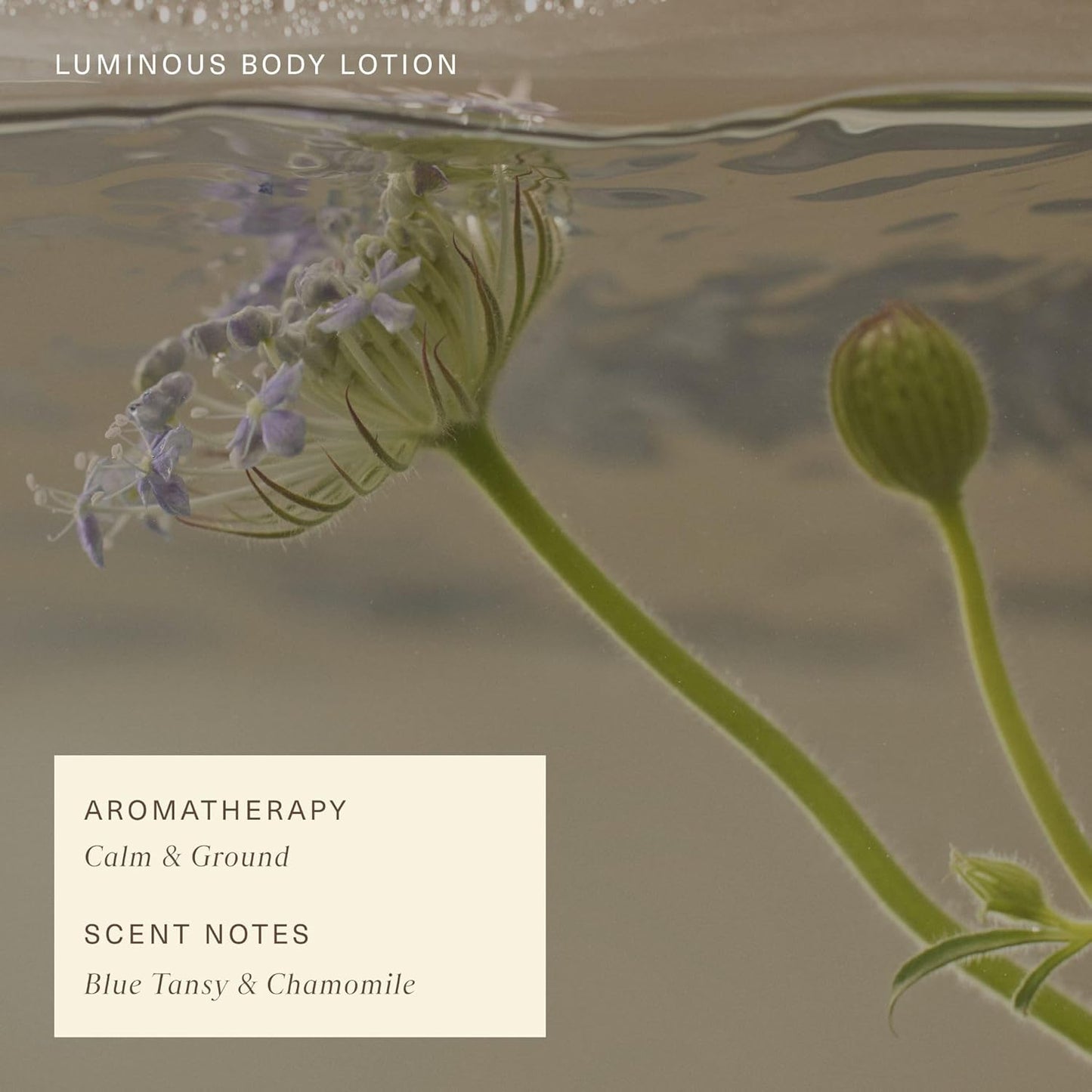 Oak Essentials Luminous Body Lotion | Hydrating Blue Tansy Body Lotion with Rose Oil, Turmeric, Shea Butter and Coconut Oil, 10.1 Fl Oz