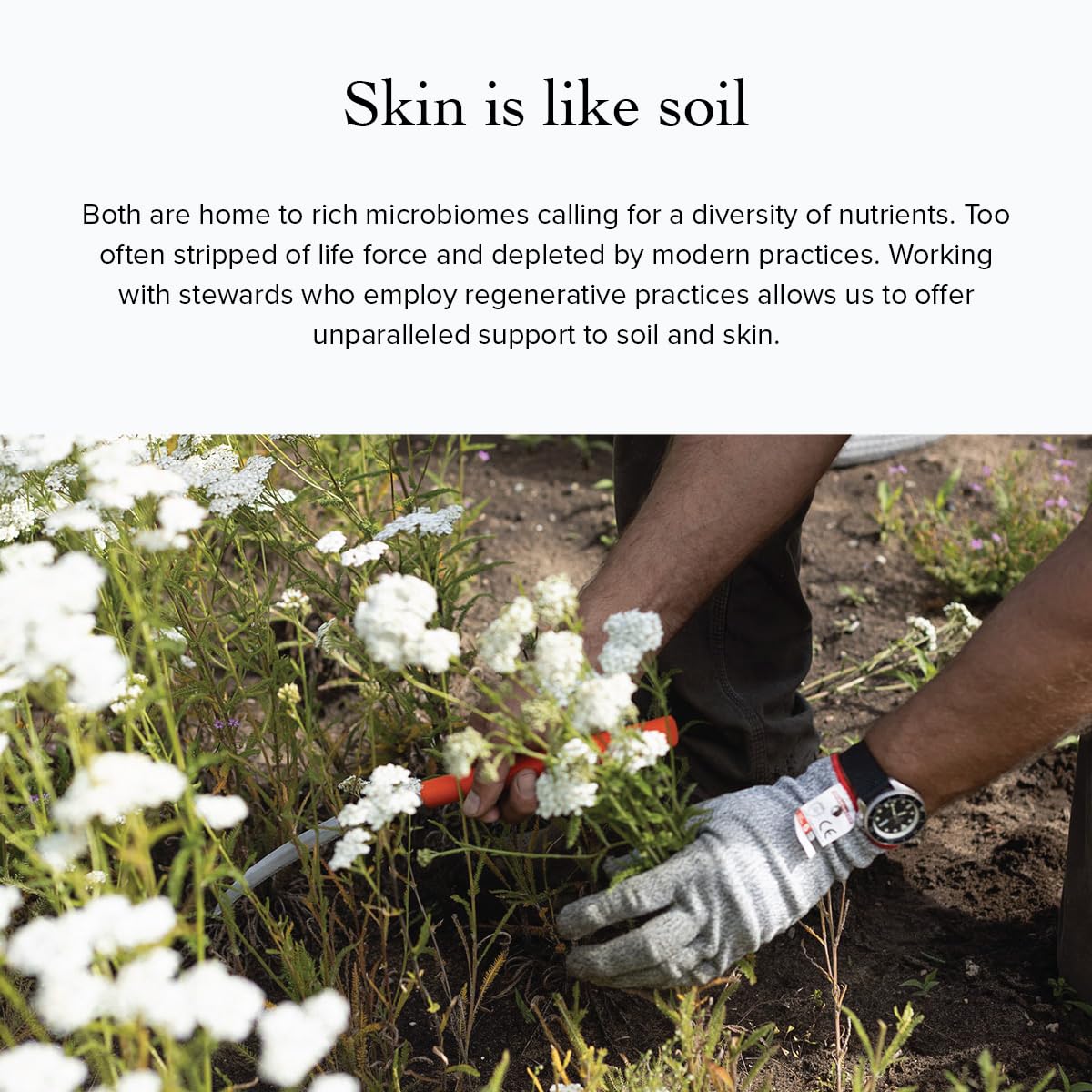 evanhealy Green Tea Clay Mask | Deep-Action Cleansing Mask | Exfoliating, Clarifying & Purifying Mask | Organic Matcha & Montmorillonite Clay for Oily, Normal & Dry Skin