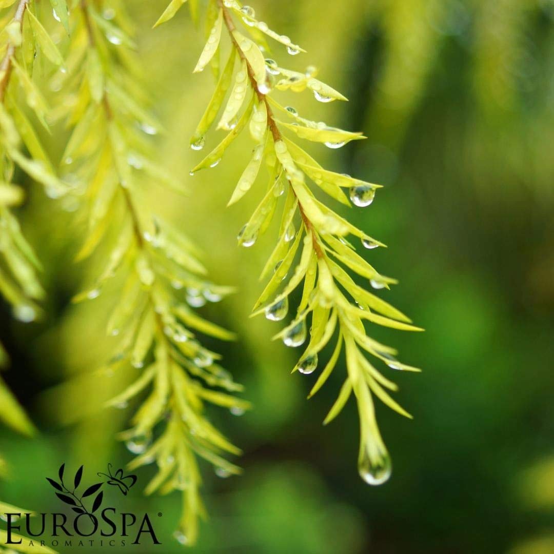 EuroSpa Aromatics Pure Eucalyptus Oil ShowerMist and Steam Room Spray, All-Natural Premium Aromatherapy Essential Oils - Tea Tree Infused, 2oz, 2 Pack