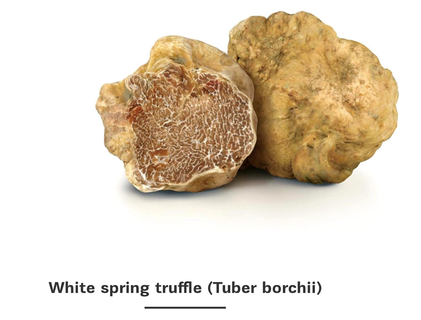 Dryas White Truffle Oil | Made from Wild Greek Truffles and Greek Extra Virgin Olive Oil | Harvested by Our Trained Dogs in the Mountain Forests of Northern Greece