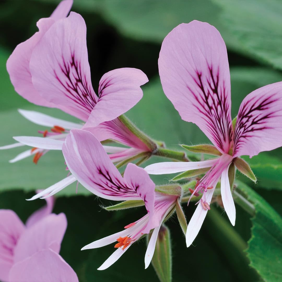 Aromatics International Rose Geranium Hydrosol 100ml | Floral Aromatic Spray for Home Use