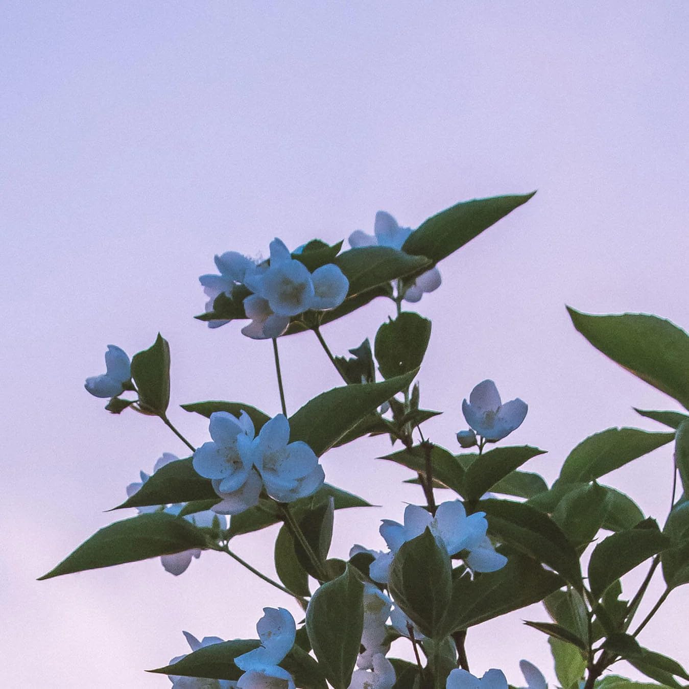 Aromatics International Summer Jasmine Essential Oil Blend Roll On, 10ml | Floral Aromatherapy Oil, Calming Roller for Daily Use