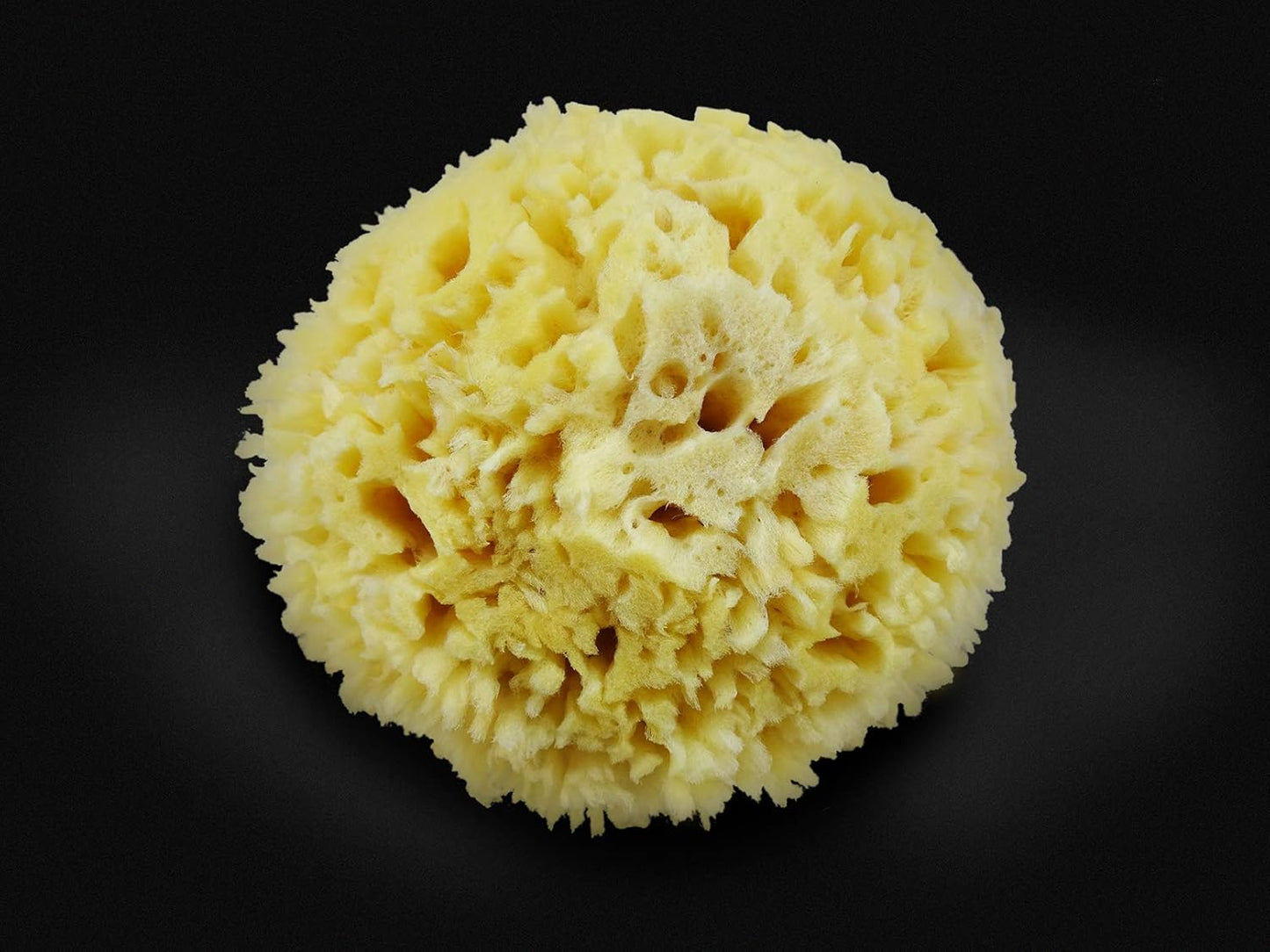 Premium Natural Sea Wool Sponges - 2 Soft Real Sponges 6"-7" (Large) & 3"- 4" (Medium); Perfect Luxury Gift for Bath, Shower and Cosmetic Facial Cleansing by Constantia Beauty®