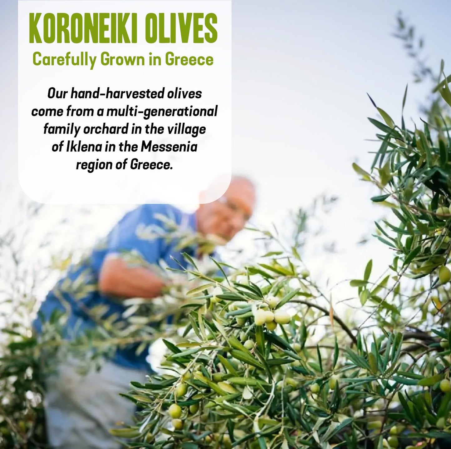 Dr. Cowan’s Garden 300+ Polyphenol Greek Extra Virgin Olive Oil - Single Estate Extra Virgin Olive Oil with Highest Polyphenols Sourced from Koroneiki Trees, Phase 2 Organic, Cold-Pressed, 16.9 FL Oz