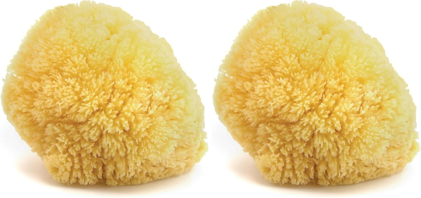 Neptune Caribbean Sea Sponge, Hand Cut, Large, Approx. 6-7 inches (Pack of 2)