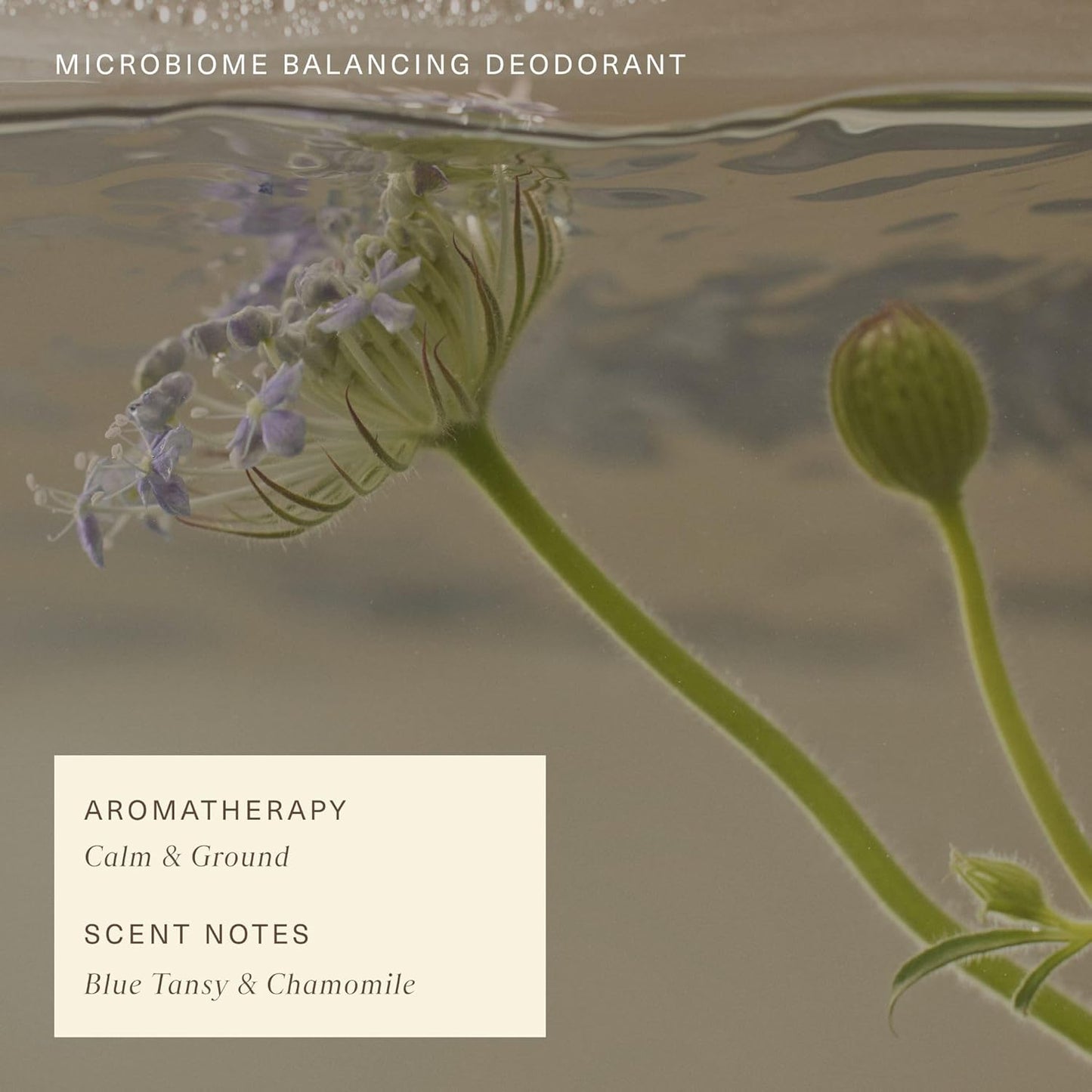 Oak Essentials Microbiome Balancing Deodorant | Aluminum-Free Deodorant with Blue Tansy for All-Day Odor Protection, 1.7 Oz