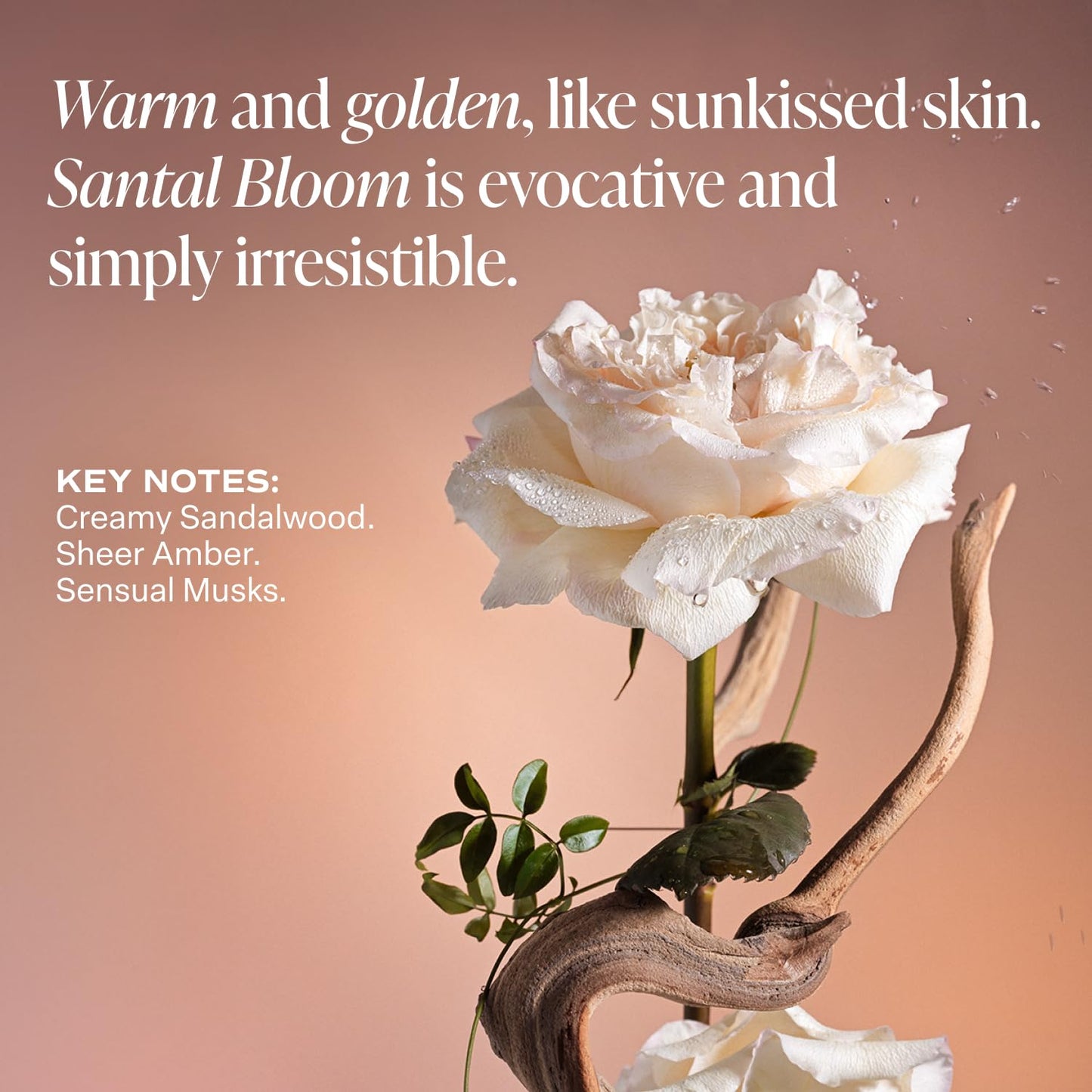 Saltair Body Lotion - 2 Pack Moisturizing Lotion For Dry Skin. Santal Bloom Scented Hydrating Body Cream with Nourishing Moisturizer Formula. Skin Care for Women and Men. 2x 10oz Tubes