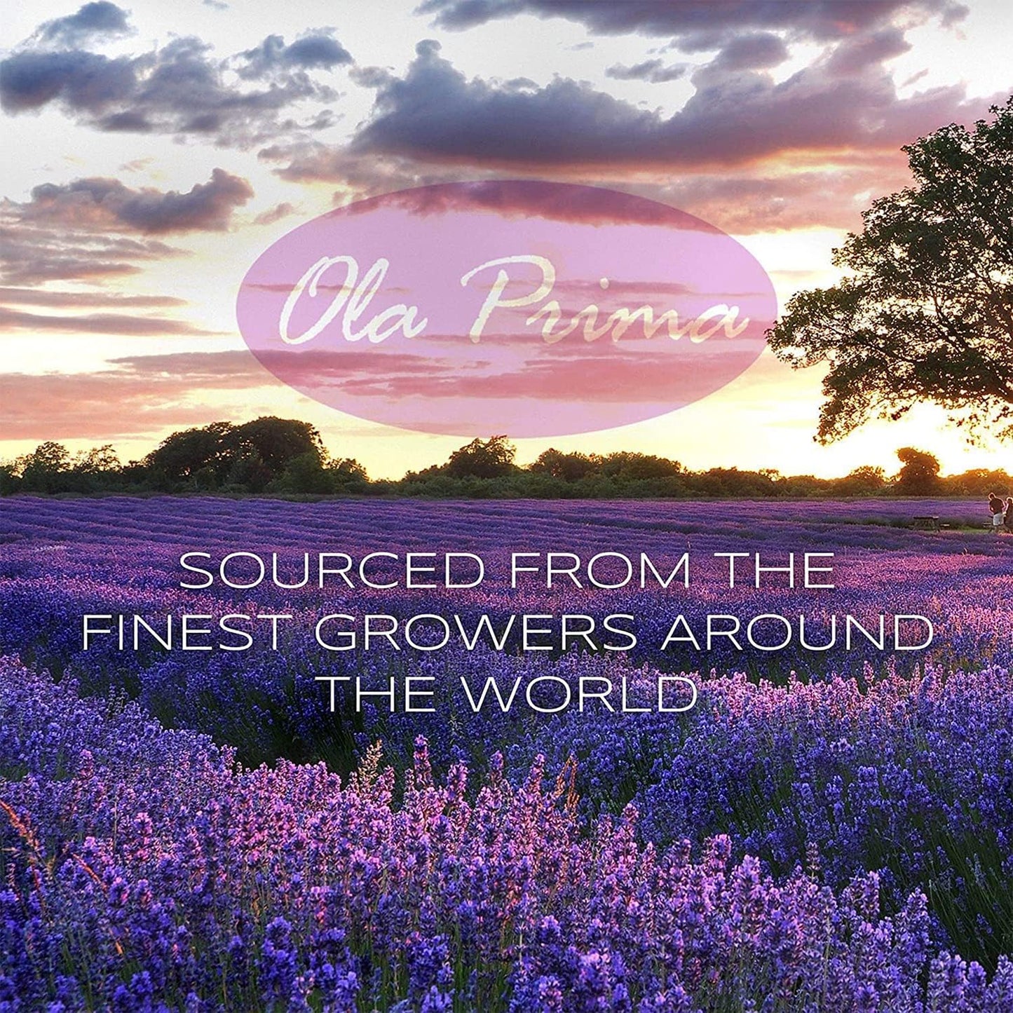 Ola Prima Rosemary Essential Oil (16oz Bulk) for Aromatherapy, Diffuser, Mood Booster – Rosemary Oil for Hair Growth