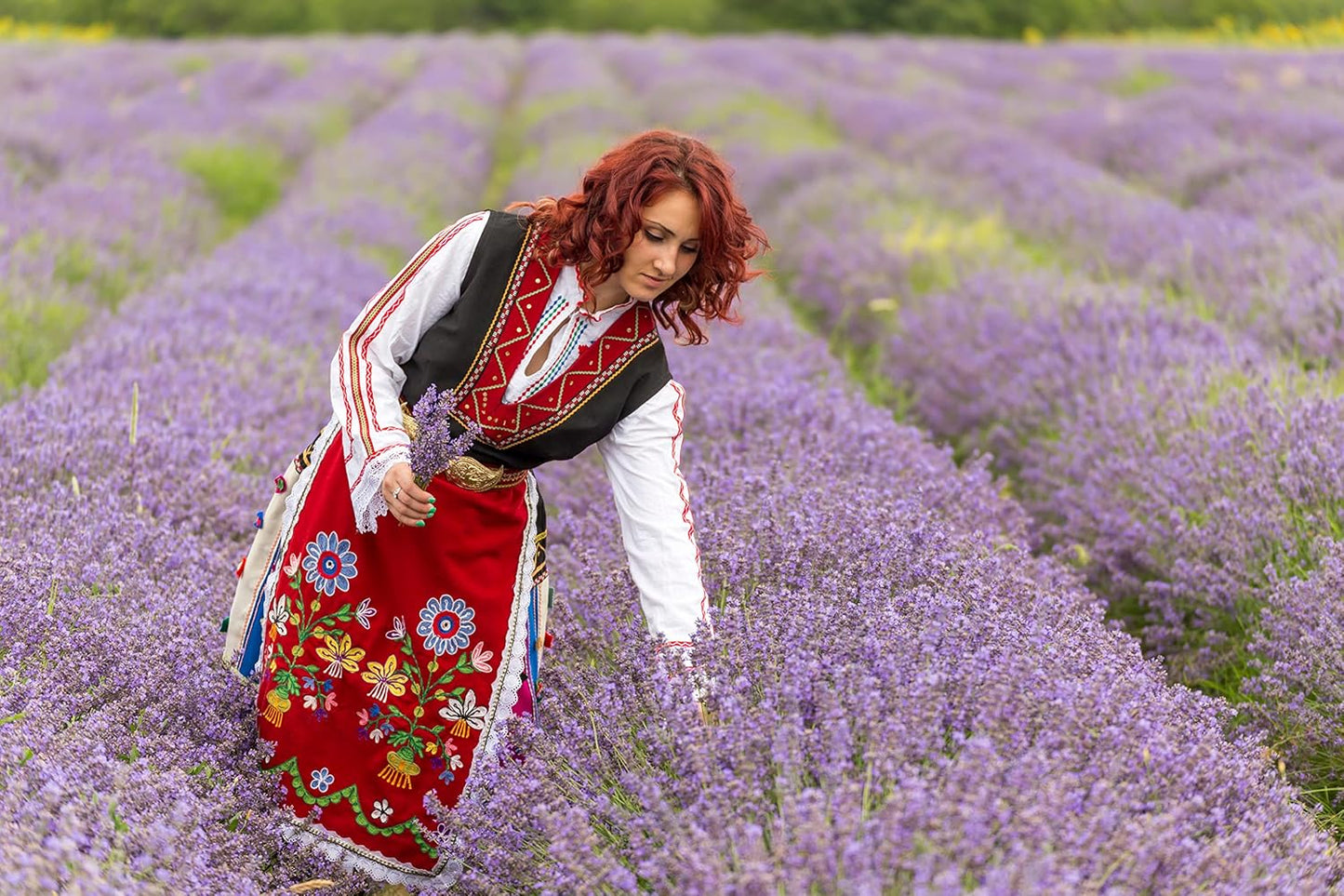 Lavender Body & Foot Scrub 10 oz - A blend of lavender essence, shea butter, and coconut oil for a fragrant journey to a serene countryside - The best stocking stuffer.
