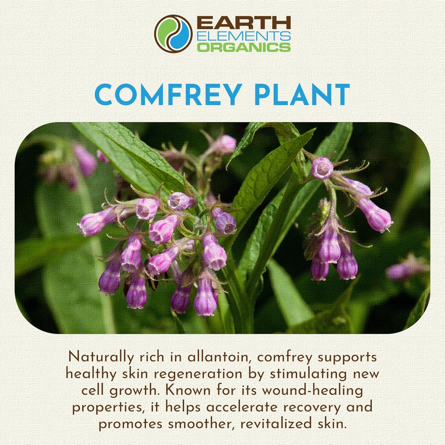 Comfrey Oil Raw with Sunflower Oil, Infused, Pressed Herbal Remedy, Support for Bruises, Sore Muscles, and Healthy Skin, Organic Skincare for All Skin Types - 1 fl oz