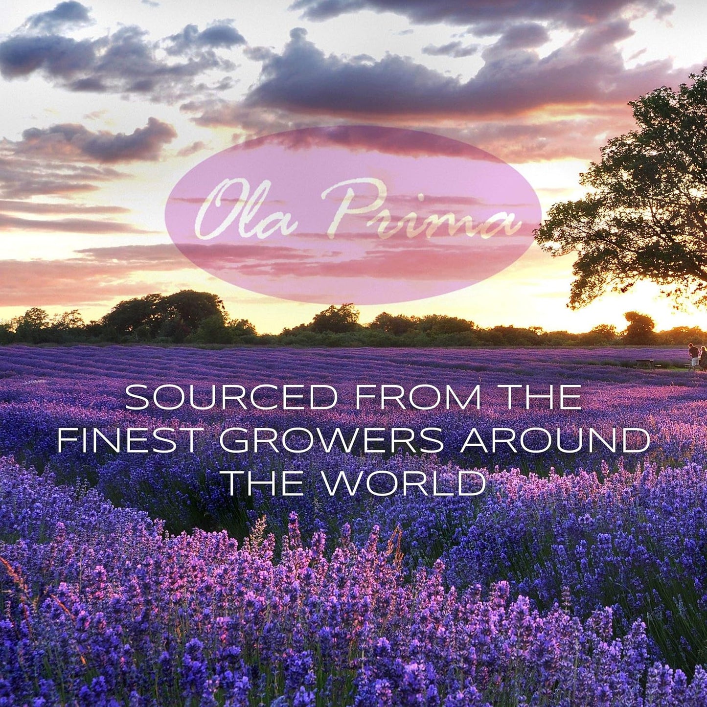 Ola Prima Rosemary Essential Oil 4 Fluid Ounces – Therapeutic Grade Aromatherapy Oil for Diffuser & Soap Making